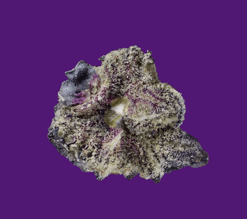 Gomu Gomu Mango FOTO (1 unidade)