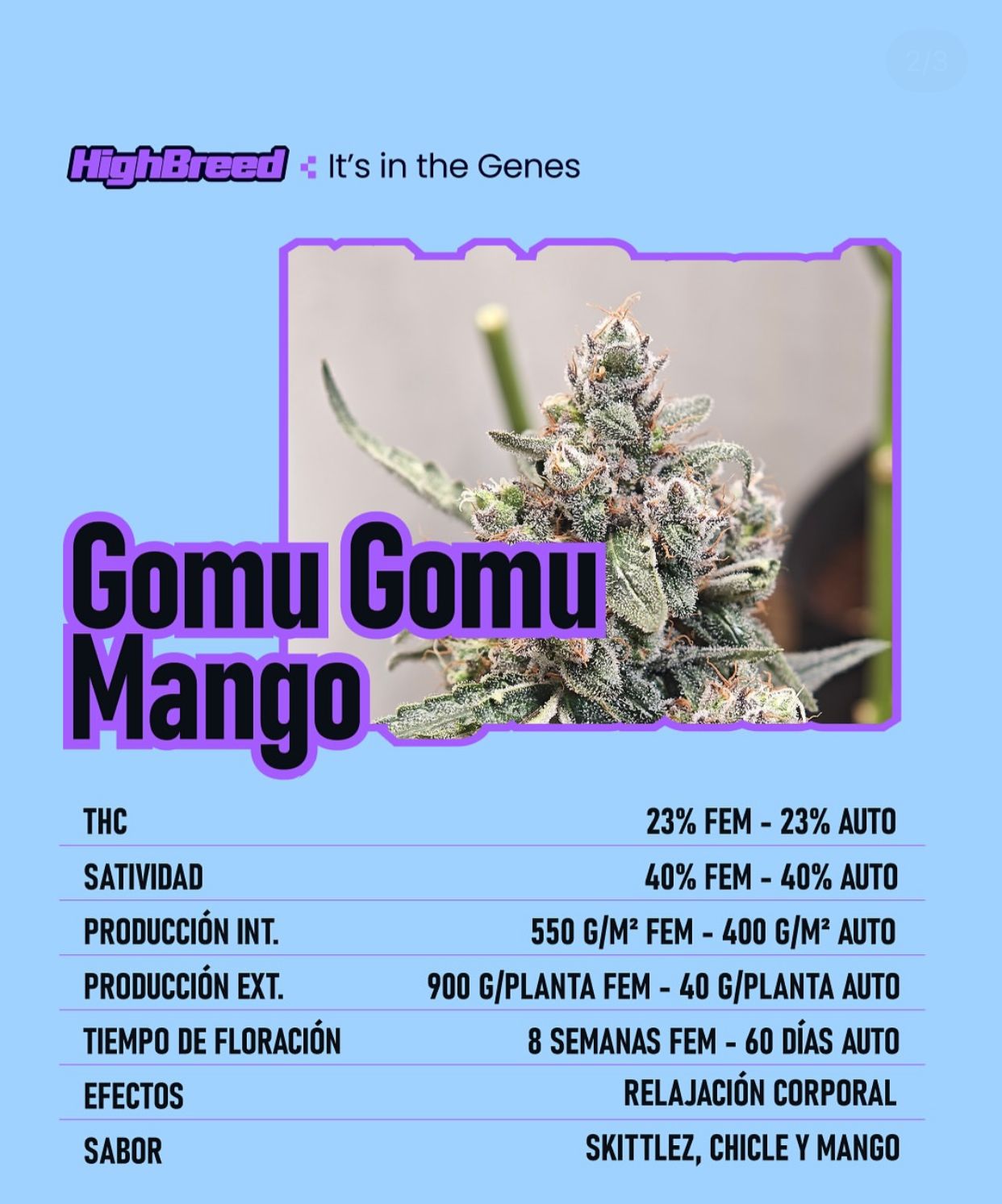 Gomu Gomu Mango FOTO (1 unidade)